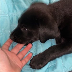 Meet your Posher, Savannah